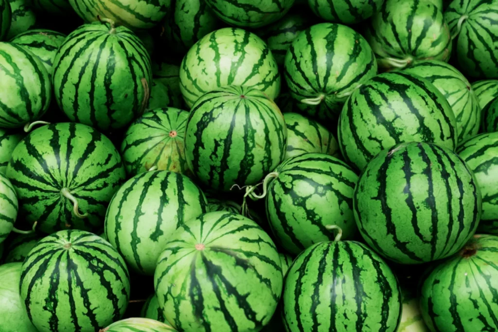 Home 5 when to harvest watermelon 2539591 04 f7f99d3a73d846cb9d453f8a6f0cc7ee scaled 1